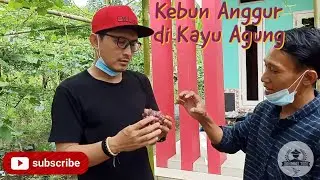 Kebun Anggur di Kayu Agung