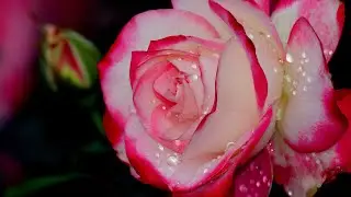 Красивая Музыка для Души Александра Лесникова