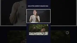 The World's Greatest Ape