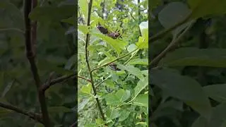 Всё мало🤣собираю майских жуков