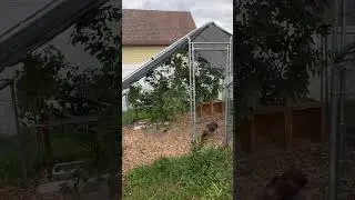 How to use cut tree limbs in your chicken coop. #chickencoopdesigns #backyardhomestead #repurposing