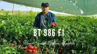 СОЯБОН ФОЙДАСИНИ ОЧИК ДАЛА ПОМИДОРИДА КУРИНГ! НАТИЖА 100%👍👍👍