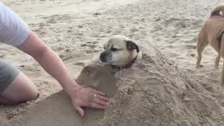 Jug Dog Breaks Out of Sandcastle