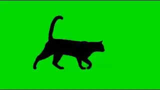 black cat 🐈‍⬛ green screen | free all effects green screen| cat walking green screen 
