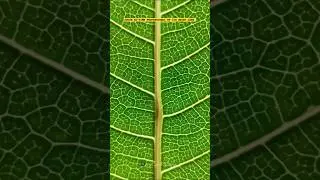 Macro Photography | Adcom AD-75MM Professional HD 15x Macro Lens
