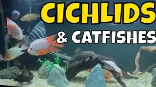 Swimming Beauties: Magnificent Cichlid and Catfishes in the Aquarium