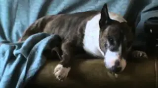 Penelope Resting