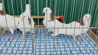 Ижевские голуби.