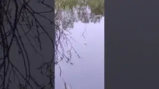 поплавок в работе