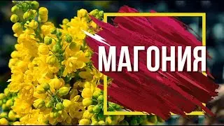 Магония Падуболистная 🌱 Вечнозелёное растение в саду 🌺
