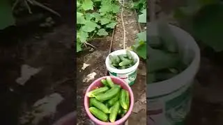 МЫ МОЖЕМ ИНШОАЛЛОХ. НЕ НАДО БОЯТЬСЯ ИНШОАЛЛОХ #топ #куръон #ислам #агроном
