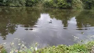 Homemade RC Ente (Quak) - Die ersten Schwimmversuche!