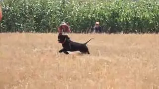 Carllin at NWESSC Hunt Test