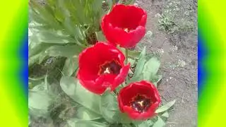 Волшебная лампа Алладина, 2 часть аудио
