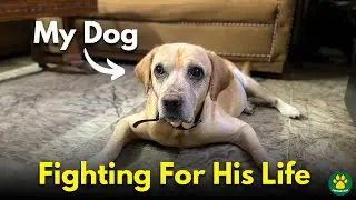 WORST Thing That Can Happen to a Dog | Please HELP!