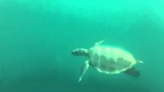 Cubadak turtle