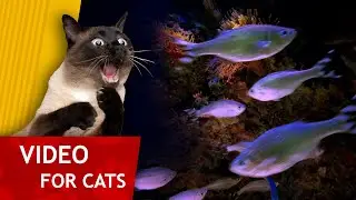 Cat Games - Aquarium full of Fish (Video for Cats) 1 hour