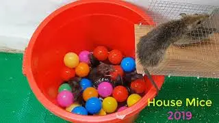 Mouse trap Most creative 2019 / Homemade water trap with plastic bucket / mouse trap 2019