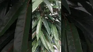 Манго узколистный 160 см