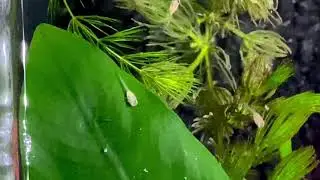 Adorable silver guppy fry are born! #fishchannel