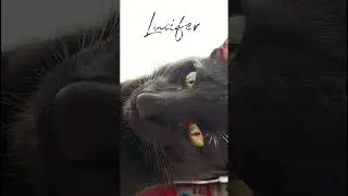 Самый милый тренд 🐈‍⬛❤️ #cat #pets #catshorts #shortvideo #catlover #cute #videoshorts #reels