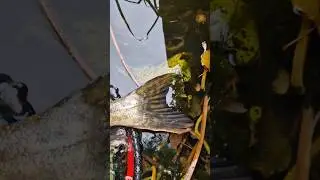 #snake #fishing #lure #pike #youtubeshorts #shorts #youtube