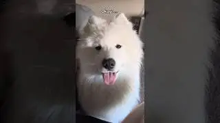 Share please! #puppy #youtubeshorts #youtube #samoyed #youtubevideos #yt #fyp #cute #viralreel