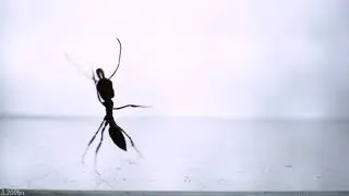 falling ants in slow motion