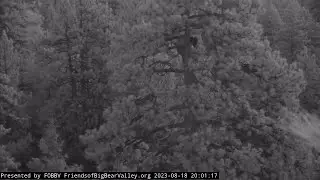 8-18-2023 Snuggled Together... And A Lightning Show