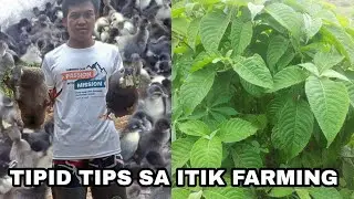 tipid tips sa mga gusto mag alaga ng itik