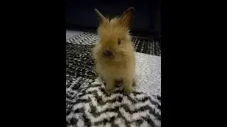 Królik miniaturka - jak to z tymi królikami jest ?