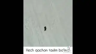Hech qachin taslim bolma