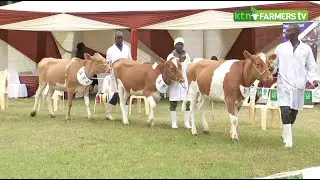 Kabarak Guernsey wins top prize at the breeders show