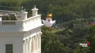 Огромная надувная курица с прической Трампа появилась у Белого дома