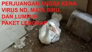 Paket lengkap perjuangan angsa kena virus ND, mata biru, Lumpuh,, ini dia obat nya!!!