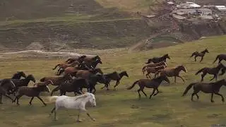 Exploring Ossetia. Вольные лошади Уаллагкома