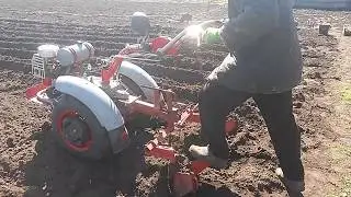 Посадка картоплі під маркер мотоблоком Мотор Січ МБ 6