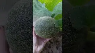 Арбузы🍉 и дыни🍈 на 15.07.2024