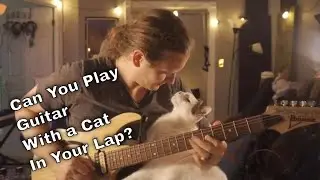 Can You Play Guitar With A Cat In Your Lap?