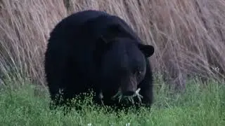 Alligator River NWR