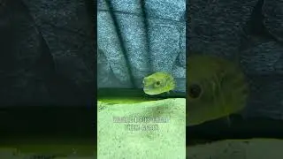 This is my Fahaka Puffer Fish!! #pets
