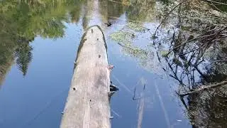 Голубые источники 