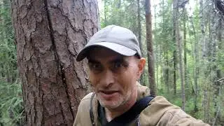 Fishing on the Stream (Three Days in the Forest)