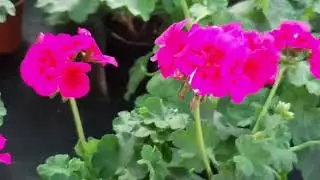 Питомник ,,ОЗЕЛЕНЕНИЕ