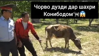 Чорво дузди дар шахри Конибодом 23.05.21