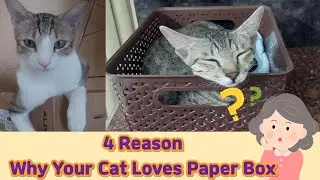 Why Cats Love Paper Box , How Cats Select Their House