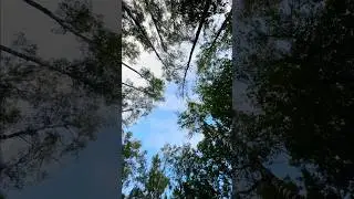 Отчего так в России берёзы 🌳 шумят #безруков #берёзы #группалюбе #россия