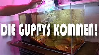 Venezuela im Flur - Jetzt kommen die Fische! - 3/5 | NordicMoor | [09/2023]