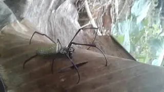 Laba laba hutan kalimantan