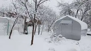 Зимний, снежный, сказочный сад  #обзор